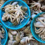 Welttag der Kraken
