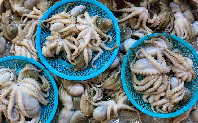 Welttag der Kraken