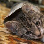 Adoptiere-eine-Katze-Tag