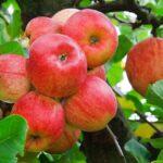 Verschenk-einen-Apfel-Tag