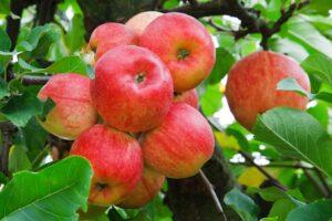 Verschenk-einen-Apfel-Tag