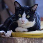 Beantworte-die-Fragen-Deiner-Katze-Tag