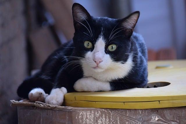 Beantworte-die-Fragen-Deiner-Katze-Tag
