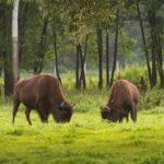 Bison-ten Yell Day