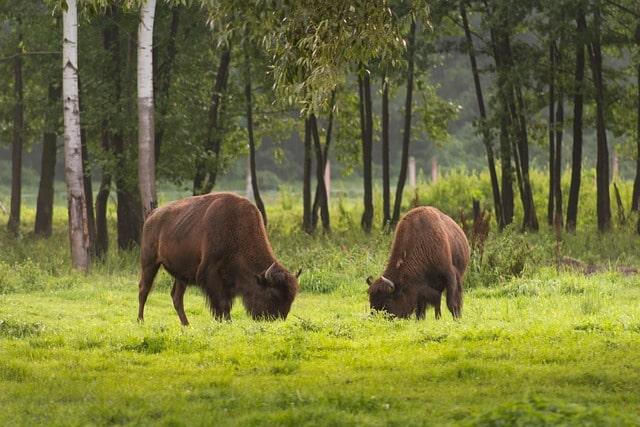 Bison-ten Yell Day