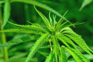 Welt-Cannabis-Tag