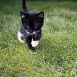 Ehrentag der schwarzen Katze