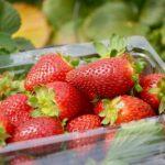 Pflücke-Erdbeeren-Tag