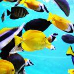 Tag der Fische