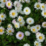 Gänseblümchen-Tag