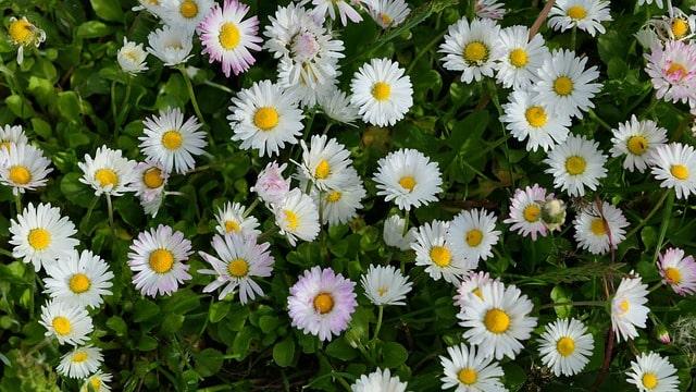 Gänseblümchen-Tag