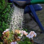 Gieß-eine-Blume-Tag