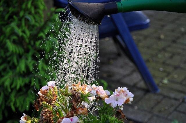 Gieß-eine-Blume-Tag