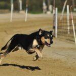 Hundstage