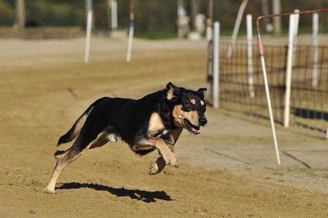 Hundstage