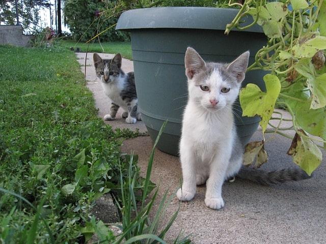 Internationaler Katzentag