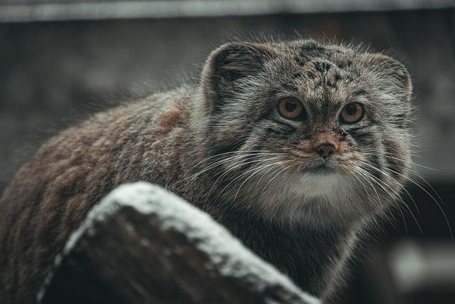 Internationaler Tag der Pallaskatze