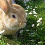 Internationaler Tag des Hasen