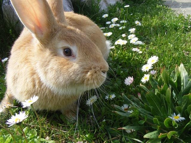 Internationaler Tag des Hasen