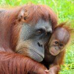 Internationaler Tag des Orang-Utans