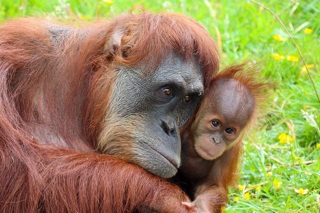 Internationaler Tag des Orang-Utans