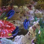 Jacques-Y.Cousteau-Tag