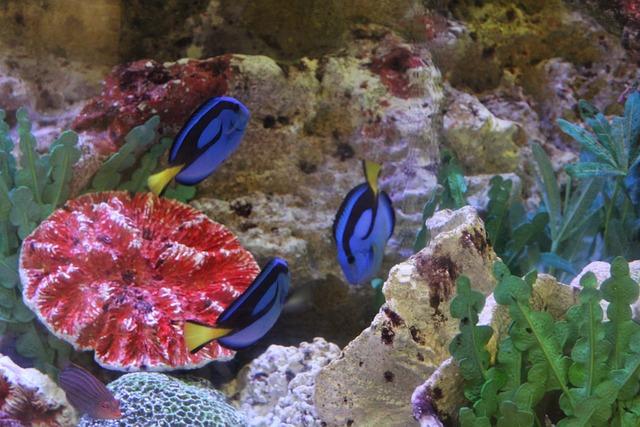 Jacques-Y.Cousteau-Tag