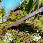 Der Jäte-deinen-Garten-Tag