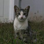 Katzen-Neujahr