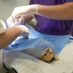 Lass-Deine-Katze-untersuchen-Tag