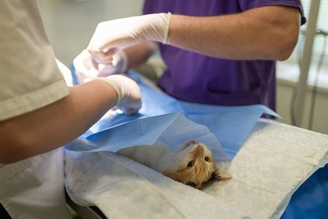 Lass-Deine-Katze-untersuchen-Tag