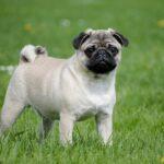 Mops-Hunde-Tag