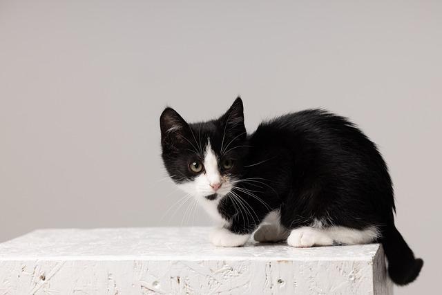 Nimm-Deine-Katze-mit-zur-Arbeit-Tag
