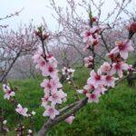 Pfirsichblüten-Tag