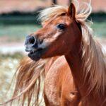 Pony-Express-Tag