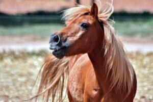 Pony-Express-Tag