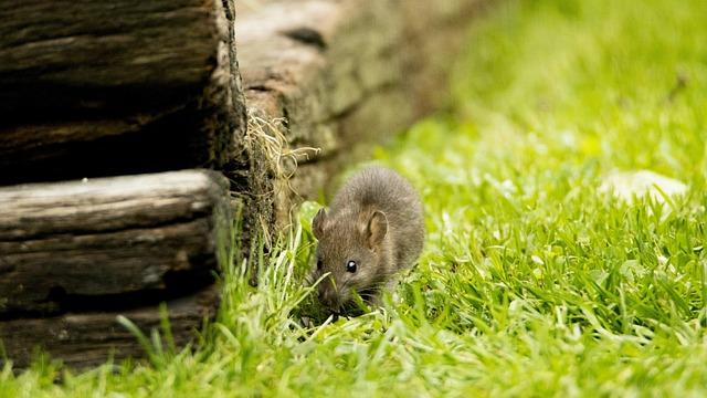 Welt Ratten-Tag