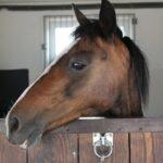 Reisesicherheit für Tiere