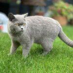 Respektiere-Deine-Katze-Tag