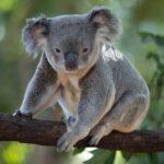 Rettet-die-Koalas-Tag