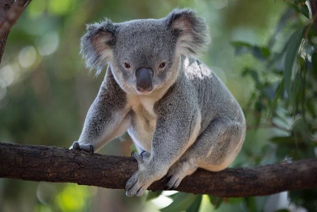Rettet-die-Koalas-Tag