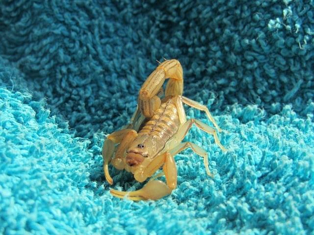 Skorpion-Selbsthilfetag