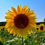 Sonnenblume-Tag