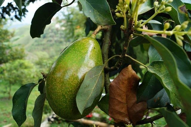 Tag der Avocado