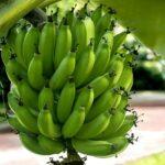 Tag der Banane in den USA