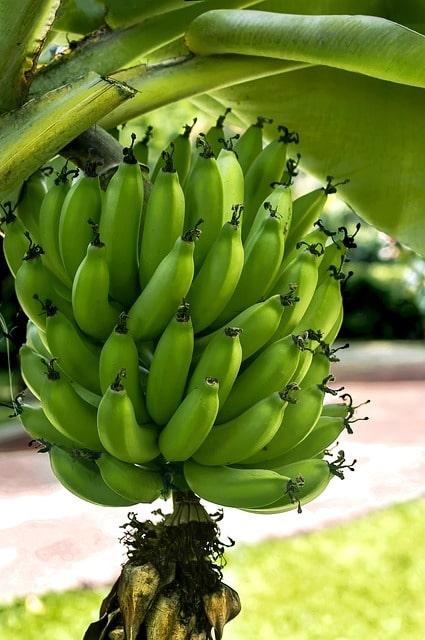 Tag der Banane in den USA