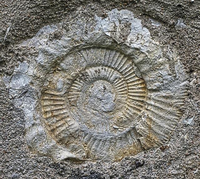 Tag der Fossilien und alten Steine