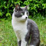 Tag der Katze