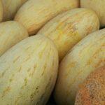 Tag der Melone in Turkmenistan