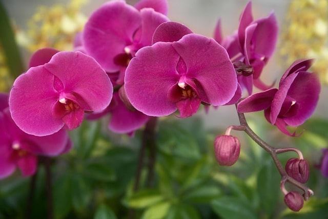 Tag der Orchidee